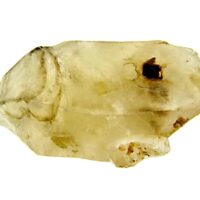 Smokey Quartz Sceptre Point/Wand Specimen