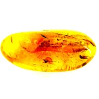 Polished Amber Specimen with Insect Inclusions