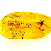 Polished Amber Specimen with Insect Inclusions