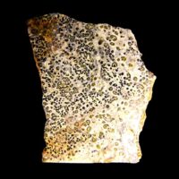 Orbicular Jasper Polished Face Nodule Specimen