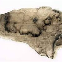 Smokey Elestial Sheet Quartz Specimen 296g