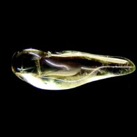 Prasiolite Polished Pebble Specimen