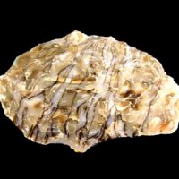 Opalised Agate Raw Crystal Specimen