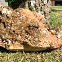 Quartz with Lepidolite Mica on Feldspar Raw Crystal Specimen