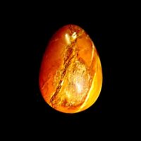 Egg in Petrified Wood