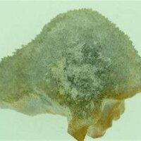 Stalagtitic Citrine Cluster Specimen 76 x 53 x 46mm Aprox. 140g