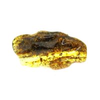 Polished Baltic Amber Specimen