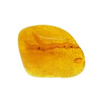 Baltic Amber Dome Polished Specimen