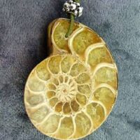 Polished Face Ammonite Fossil Pendant