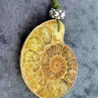 Polished Face Ammonite Fossil Pendant