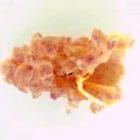 Amethyst Stalactitic Shell Specimen