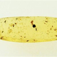 Madagascan Copal (Young Amber) Specimen