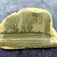 Fossilised Cotham Marble Polished Face Slice
