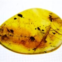 Polished Baltic Amber Specimen