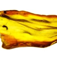 Polished Baltic Amber Specimen