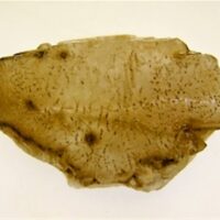 Smokey Quartz Rough Crystal Specimen