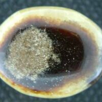 Madagascan Septaria 'Hand Polished' Pebble Specimen