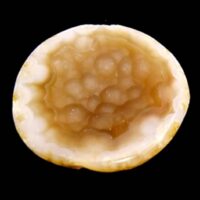 Agate Geode Section with Polished Cut Face
