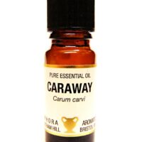 Pure Essential Oil-Caraway. Carum Carvi