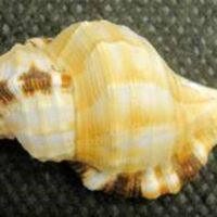 Yellow Triton Shells