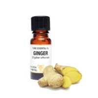 Pure Essential Oil-Ginger. Zingiber Officinale