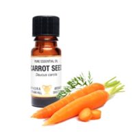 Pure Essential Oil-Carrot Seed, Daucus Carota
