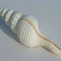 White Fussino Shells