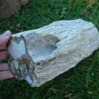 Petrified Wood-Specimen Two