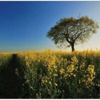 Golden Days' by Danny Hickling Super Sized A5 Art Print