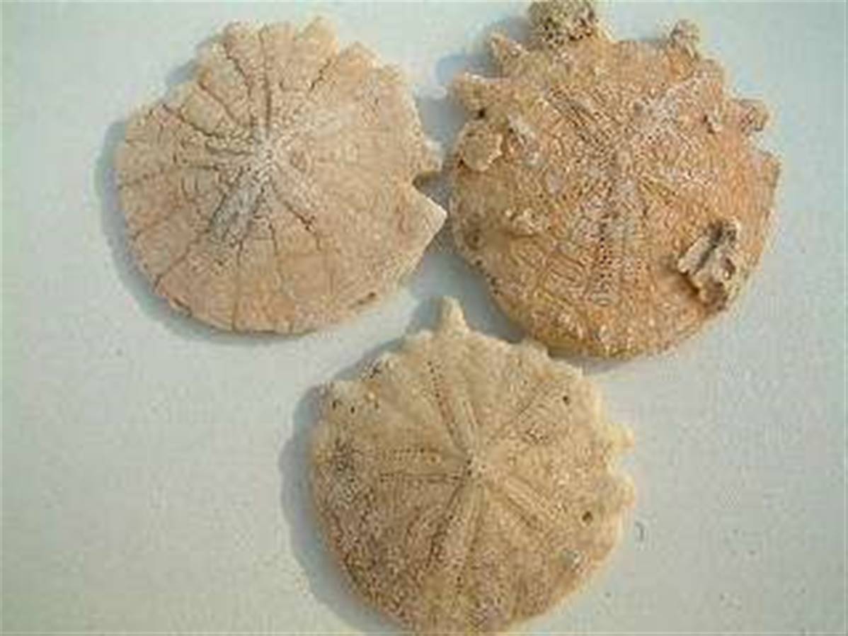 urchin2x1200-1.jpg